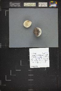 Calvatia cyathiformis f. fragilis image