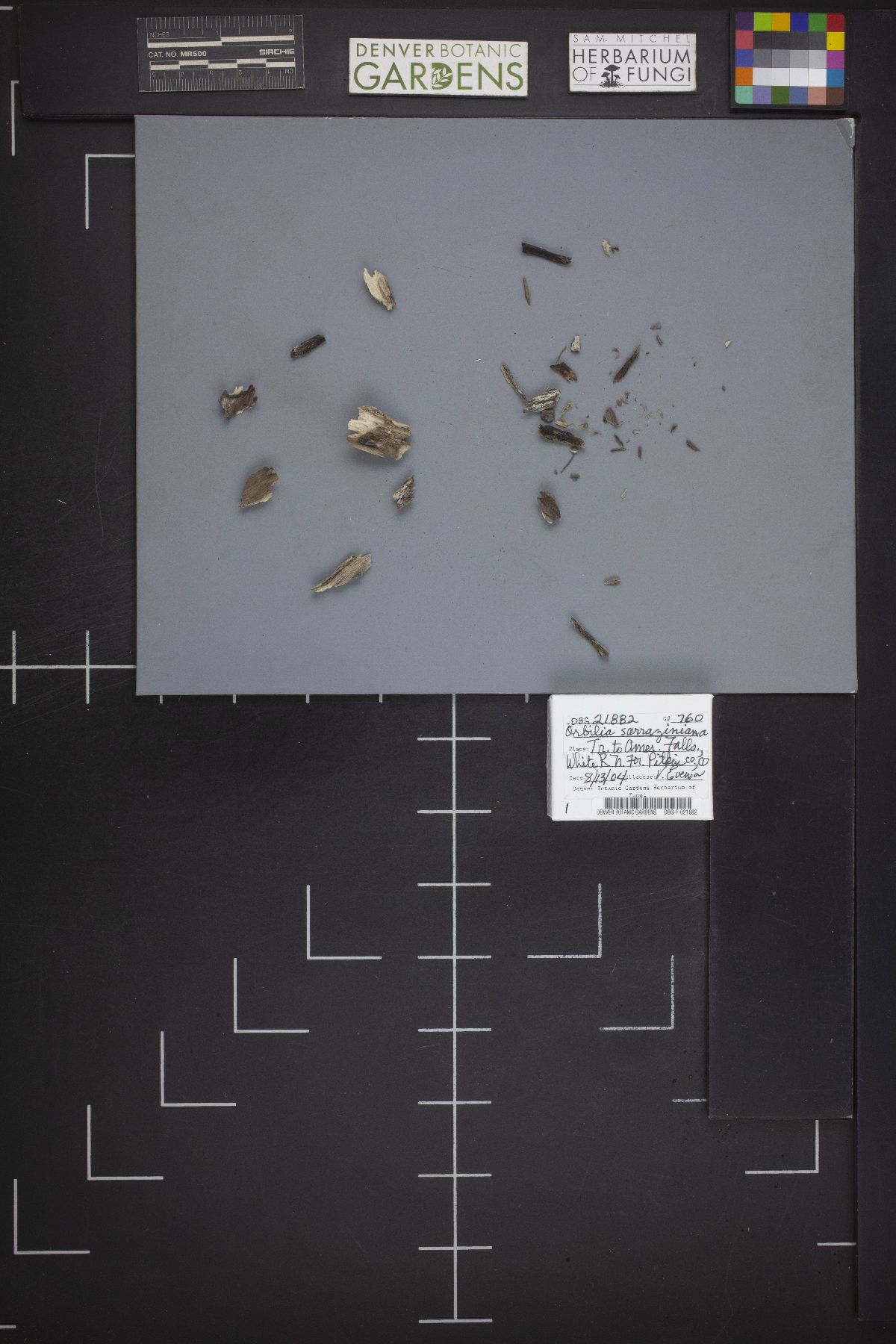 Orbilia sarraziniana image