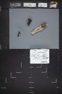 Peziza repanda image