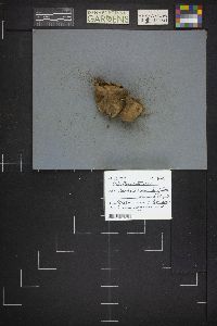 Calvatia cretacea image