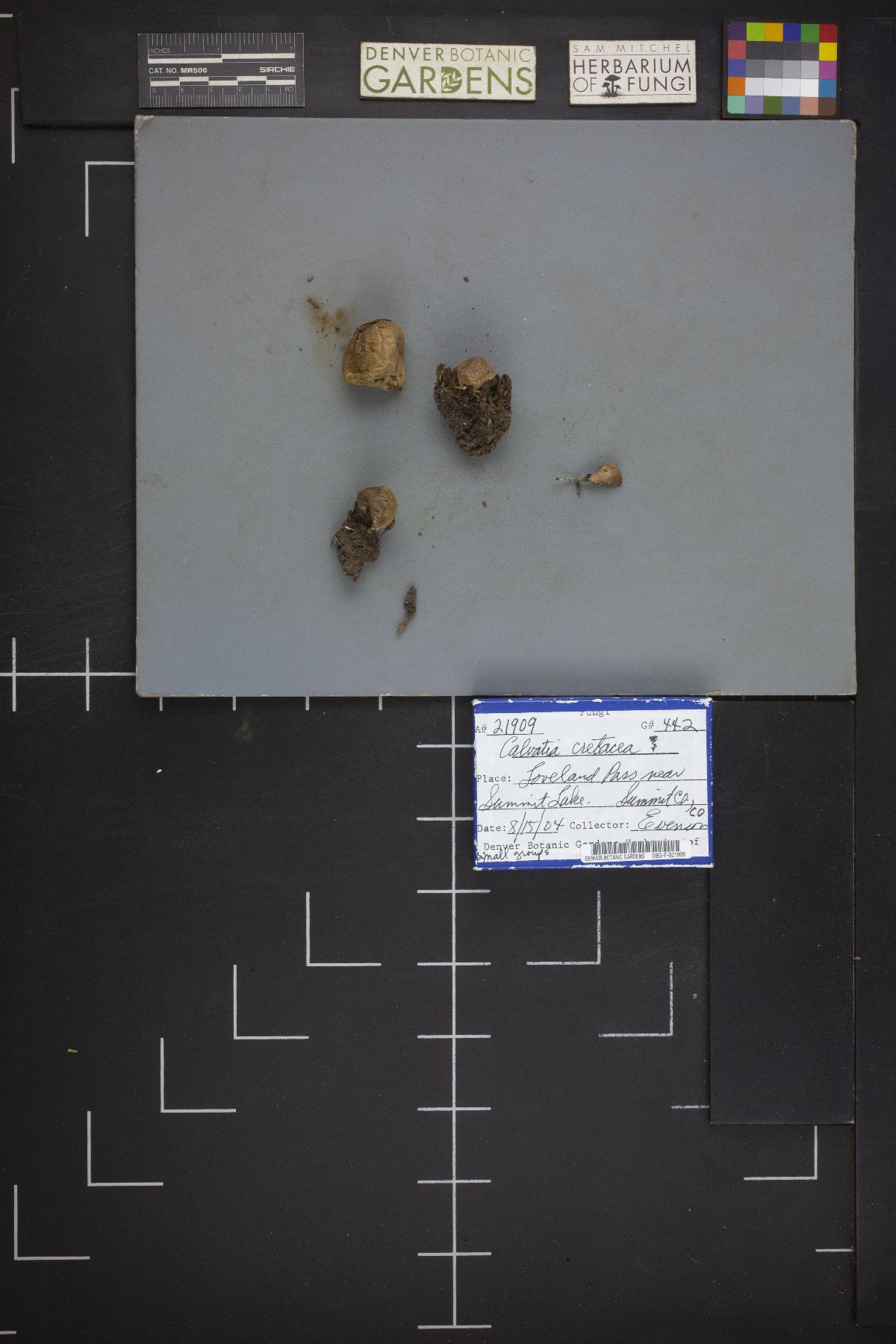 Calvatia cretacea image