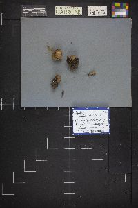 Calvatia cretacea image