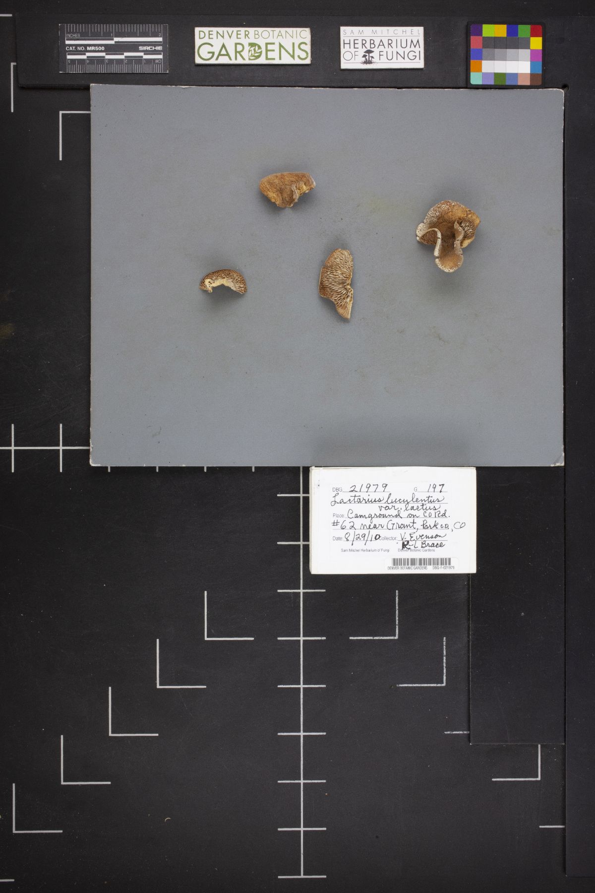 Lactarius luculentus image