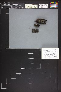 Lycogala epidendrum image