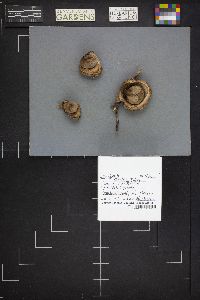 Geastrum triplex image