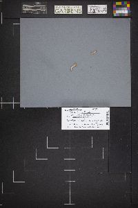 Spathularia flavida image