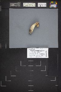 Helvella crispa image
