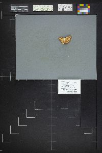 Russula sanguinaria image