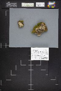 Bjerkandera adusta image