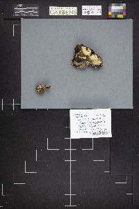 Bjerkandera adusta image