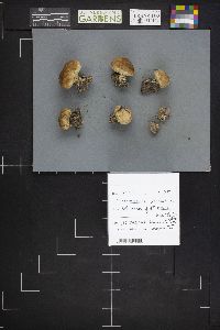 Scleroderma areolatum image