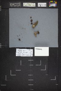 Gyromitra infula image