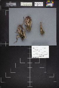 Alloclavaria purpurea image