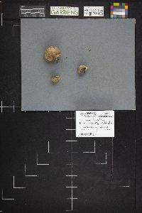 Scleroderma hypogaeum image