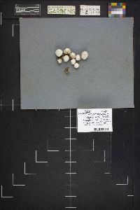 Lycoperdon pusillum image