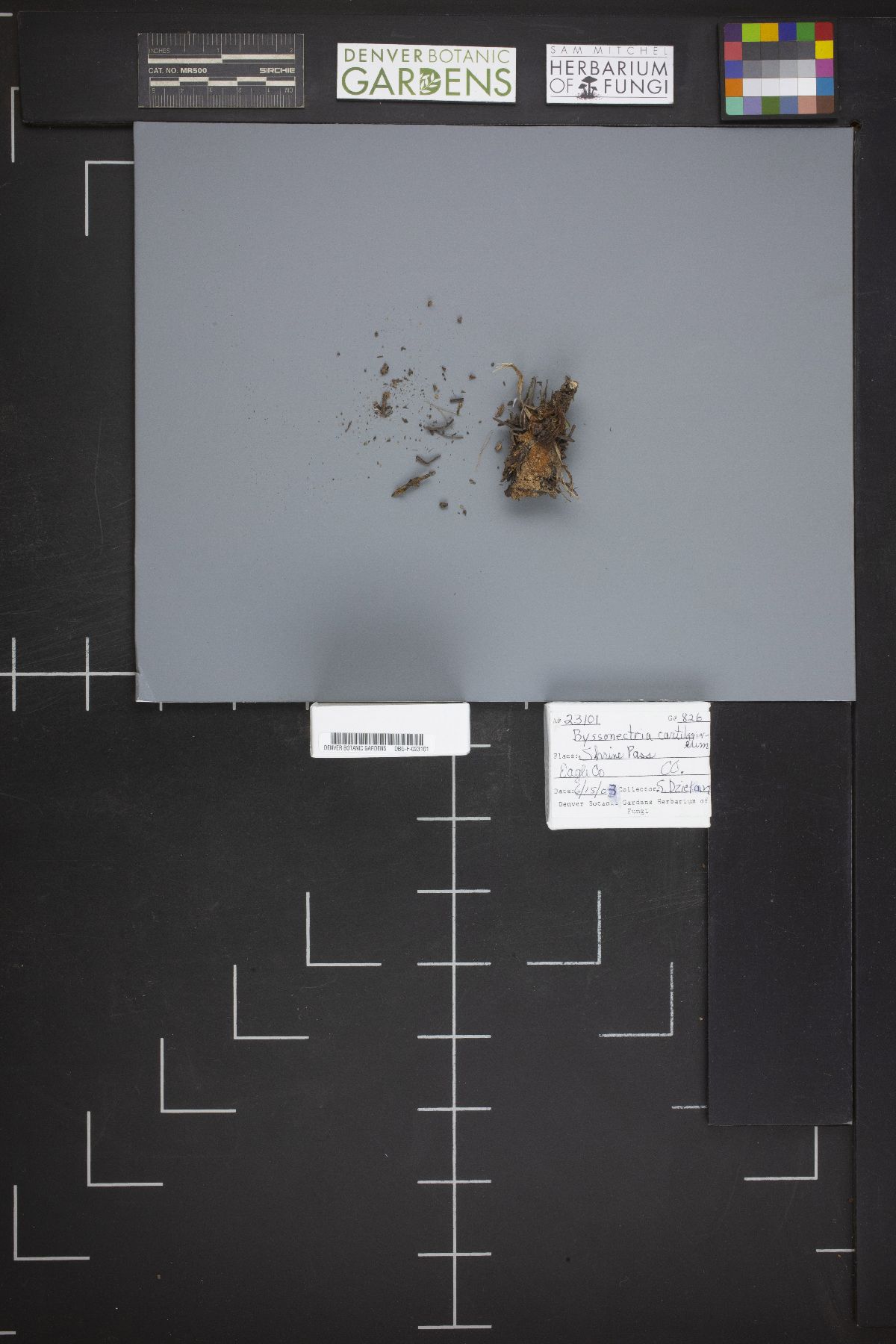 Byssonectria cartilaginea image