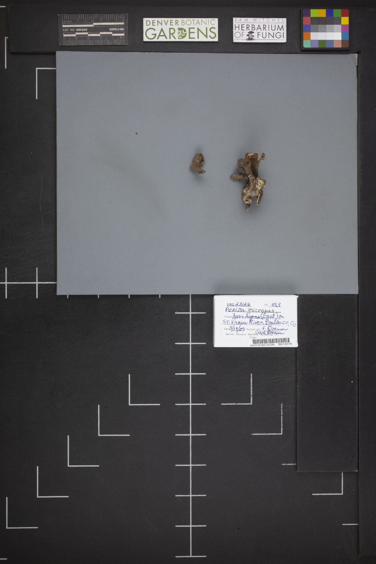 Peziza micropus image