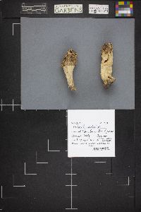 Morchella esculentoides image