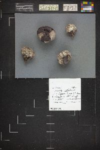 Calvatia cyathiformis image