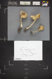 Amanita pantherina var. multisquamosa image