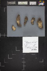 Morchella brunnea image