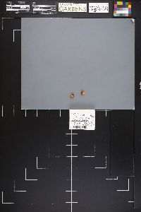 Leucogaster rubescens image
