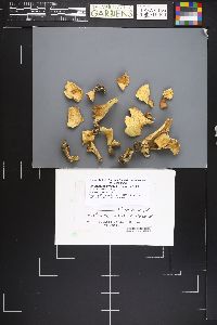 Xanthoporus syringae image