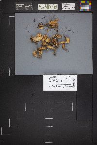 Spathularia flavida image