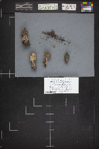 Morchella brunnea image