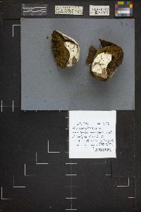 Mycenastrum corium image