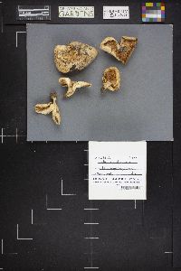 Lactarius controversus image