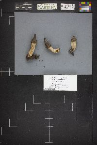 Morchella brunnea image