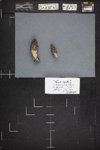 Morchella brunnea image