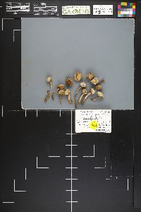 Tulostoma polymorphum image