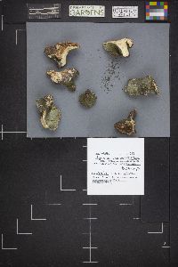 Hypomyces luteovirens image