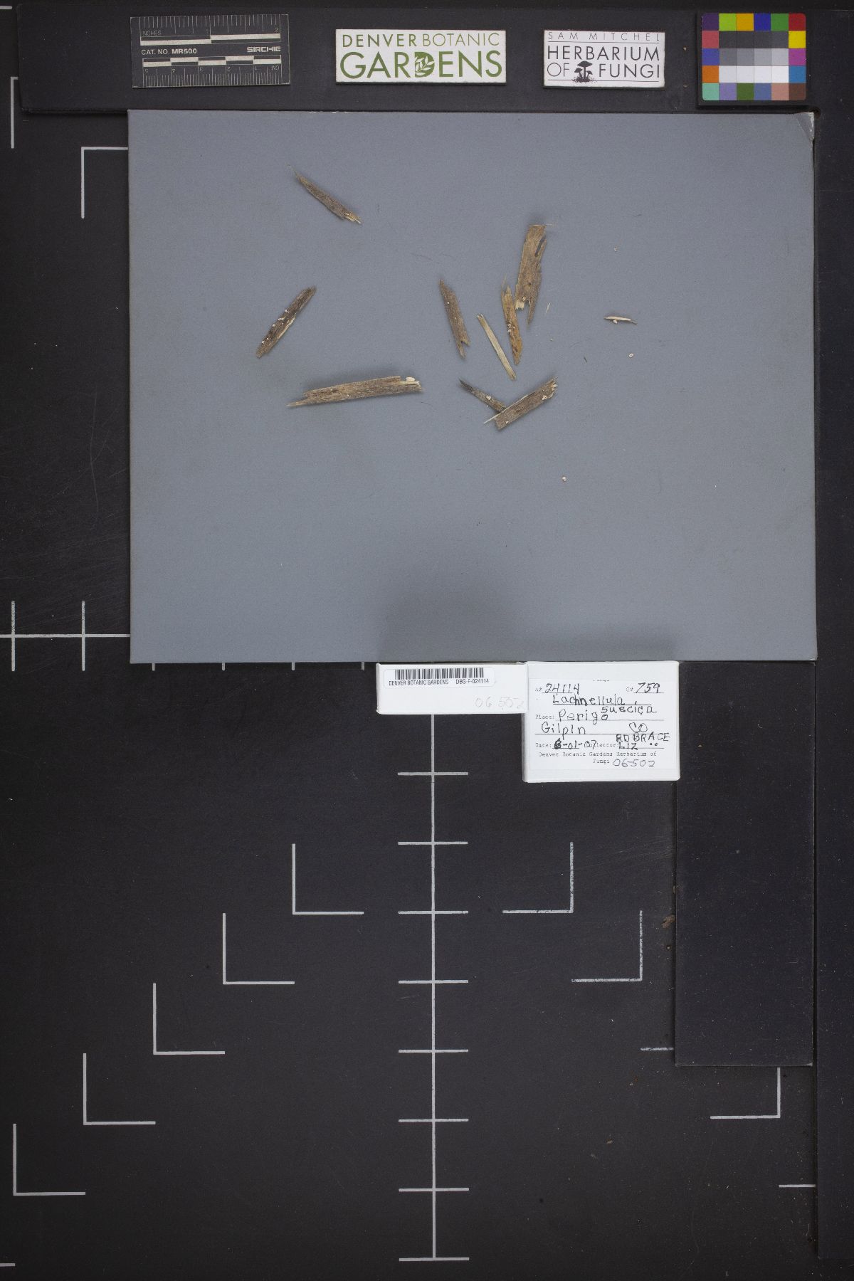 Lachnellula suecica image