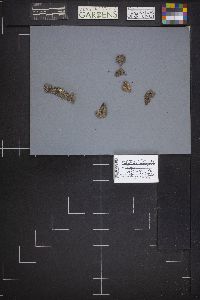 Lachnellula calyciformis image