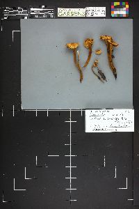 Flammulina populicola image