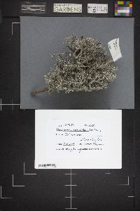 Pseudevernia intensa image