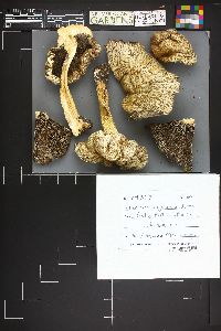 Stropharia rugoso-annulata image