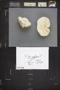 Calvatia craniiformis image