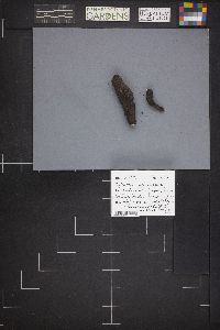 Xylaria polymorpha image