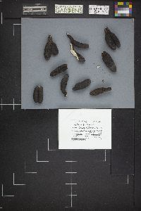 Xylaria polymorpha image