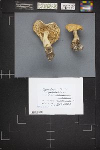 Leucopaxillus albissimus image