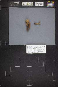 Pholiota squarrosa image