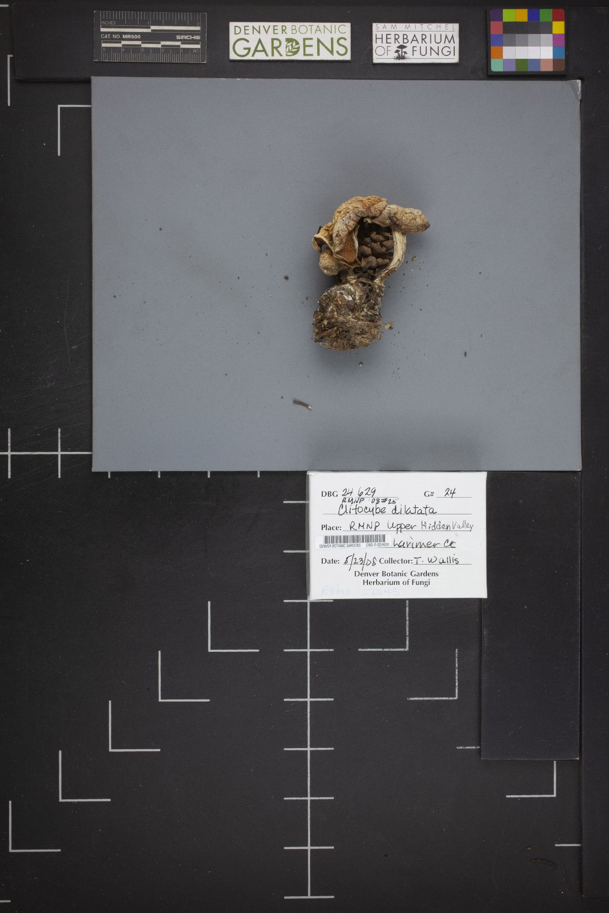 Clitocybe dilatata image