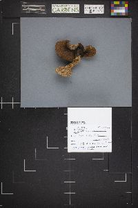 Suillus tomentosus image