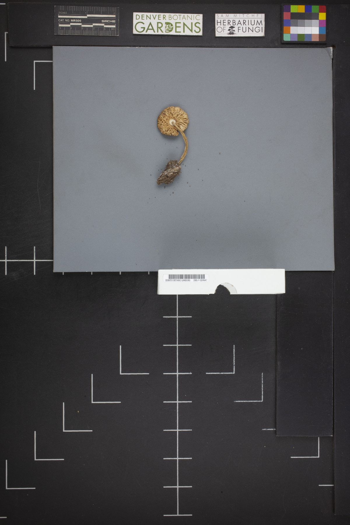 Pluteus brunneidiscus image
