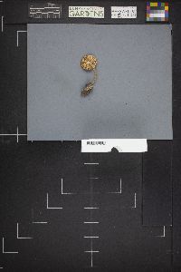 Pluteus brunneidiscus image