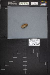 Gloeophyllum sepiarium image